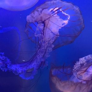 Meet your Posher, Nadia